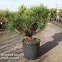 Pinus densiflora 'Umbraculifera'