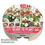 Plant-O-Tray Preplanted Crocosmia & Freesia