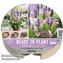 Plant-O-Tray Preplanted Zantedeschia & Liatris