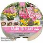 Plant-O-Tray Preplanted Gladiolus & Freesia