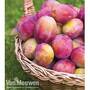 Plum 'Victoria'
