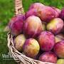 Plum Victoria Patio Collection
