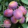 Plum 'Jubilee'