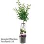 Plum 'Wonder Tree Opal' (Patio Plum)