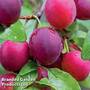 Plum 'Mirabelle Ruby Column'