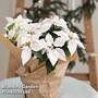 Princettia 'White' - Gift
