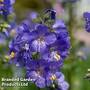 Polemonium caeruleum