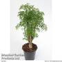 Polyscias fruticosa 'Ming'