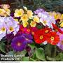 Primrose Large Flowered