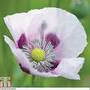 Poppy 'Album'