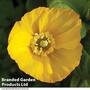 Poppy 'Mongolia'