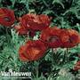 Poppy 'Allegro'