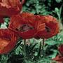 Poppy 'Allegro'
