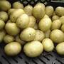 Potato 'Maris Peer'