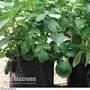 Potato Growing Bag