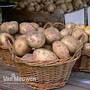 Potato 'Picasso'