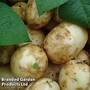 Potato 'Bambino'