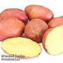 Potato 'Sunset'