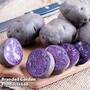 Potato 'Shetland Black'