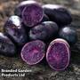 Potato 'Blue Annelise'