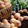 Potato 'Kerrs Pink'