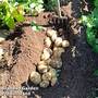 Potato 'Marvel'
