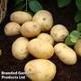 Potato 'Nadine'