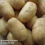 Potato 'Wilja'