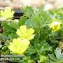 Potentilla neumanniana