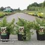 Potentilla fruticosa 'Bella Apple'