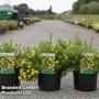 Potentilla fruticosa 'Bella Lindsey'