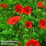 Potentilla atrosanguinea var. argyrophylla 'Scarlet Starlit'