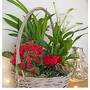 Potted Basket - Gift