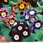 Auricula 'Douglas Prize Mix'