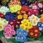 Primrose 'Alaska Improved Mixed'
