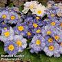 Primrose 'Moonstone Mix'