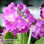 Primula denticulata 'Red'