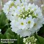 Primula denticulata 'White'