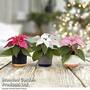 Princettia Adore Trio Collection in Two Tone Ceramic Pots - Gift