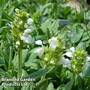 Prunella grandiflora 'White'