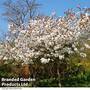 Prunus serrulata 'Tai Haku'