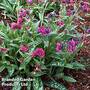 Pulmonaria Fruit Raspberry Splash