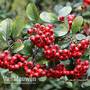 Pyracantha coccinea 'Red Column'
