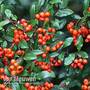 Pyracantha 'Orange Glow' (Large Plant)