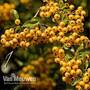 Pyracantha 'Soleil d'Or'