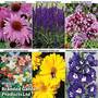 Perennial Collection