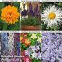 Perennial Pollinator Collection