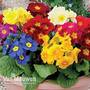 Polyanthus 'Crescendo'