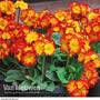 Polyanthus 'Firecracker'
