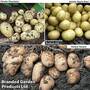 Potato Summer Trio